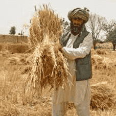 Issues and Strategies to Revitalize the Agriculture Sector of Pakistan