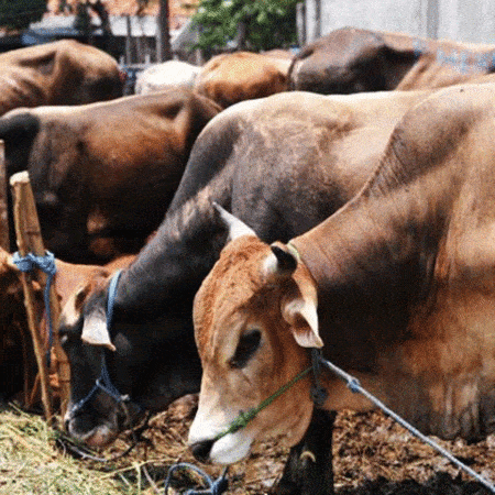 Milk Production in Pakistan