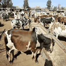 What is Holding Back Milk Production in Pakistan?